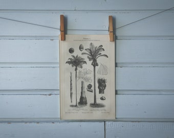 1907 Vintage Palm Tree Lithograph Illustration