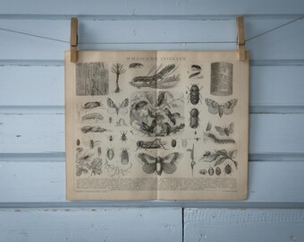 1887 Vintage Plant Pests Lithograph Illustration