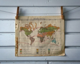 1924 Vintage Zoogeography World Map