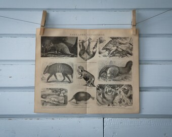 1887 Vintage Xenarthra Lithograph Illustration