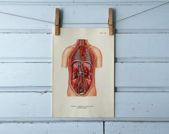 1957 Vintage Internal Organs Illustration