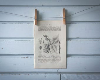 1871 Vintage Wych Elm Lithograph Illustration