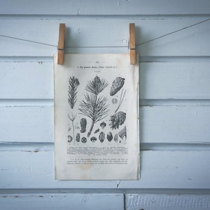 Könnte beinhalten: Ein antiker botanischer Druck mit Illustrationen von Kiefern, gehalten von Holzklammern vor einer hellblauen Holzwand. Der Druck zeigt detaillierte Zeichnungen von Kiefernnadeln, Zapfen und Samen.