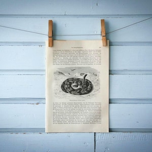 1897 Vintage Western Klapperschlange Lithographie Illustration