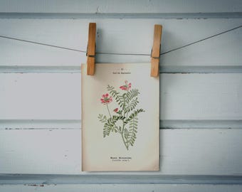 1894 Vintage Crownvetch Chromolithograph Illustration
