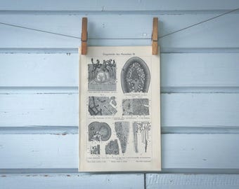 1907 Vintage Organs Morphology Lithograph Illustration