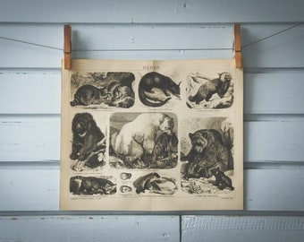1887 Vintage Arctoidea Lithograph Illustration