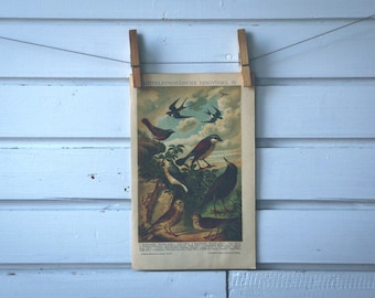 1908 Vintage Songbirds Chromolithograph Illustration