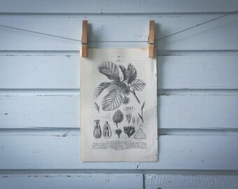 1871 Vintage Common Beech Lithograph Illustration