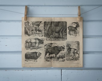 1887 Vintage Ruminants Lithograph Illustration