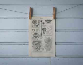 1907 Vintage Mushrooms Lithograph Illustration