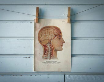 1925 Vintage Brain & Spinal Cord Illustration