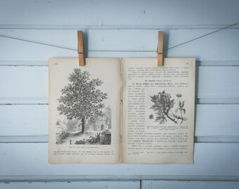 1903 Vintage Norway Maple Illustration