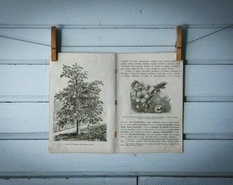 1903 Vintage Wild Cherry Illustration