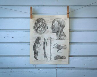 1907 Vintage Nervous System Chromolithograph Illustration