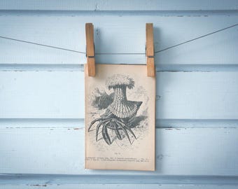 1900 Vintage Hermit Crab & Sea Anemone Illustration