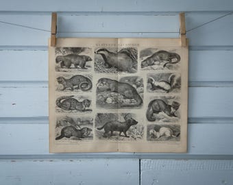 1887 Vintage Small Carnivorans Lithograph Illustration