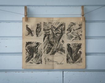 1887 Vintage Woodpeckers Lithograph Illustration
