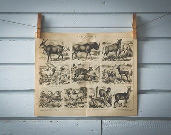 1887 Vintage Antelopes Lithograph Illustration