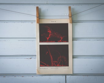 1907 Vintage Solar Prominence Chromolithograph Illustration