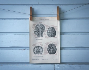 1907 Vintage Brain Chromolithograph Illustration