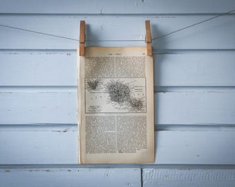 1890 Vintage Tahiti Map