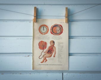 1925 Vintage Embryology Illustration