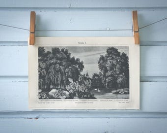 1907 Vintage Willows Illustration