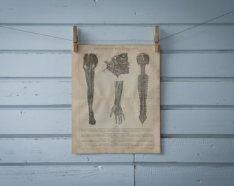 1887 Vintage Nervous System Chromolithograph Illustration