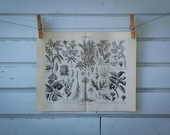 1907 Vintage Dye Plants Lithograph Illustration