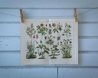 1907 Vintage Poisonous Plants Chromolithograph Illustration