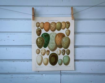 1907 Vintage Eggs Chromolithograph Illustration