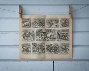 1887 Vintage Canids Lithograph Illustration