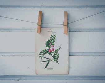 1894 Vintage Common Vetch Chromolithograph Illustration