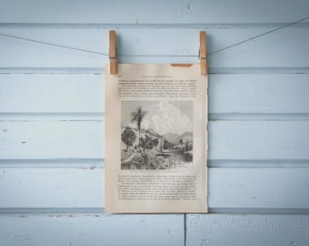 1897 Vintage Tijuca Lithograph Illustration