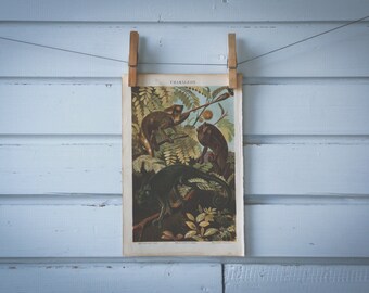 1890 Vintage Chameleons Chromolithograph Illustration