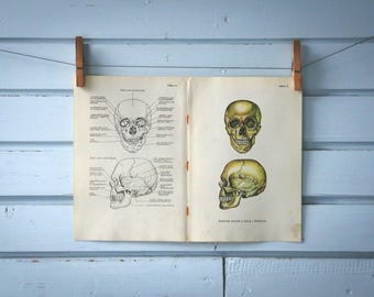 1957 Vintage Human Scull Illustration