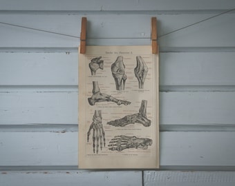 1907 Vintage Ligaments Chromolithograph Illustration