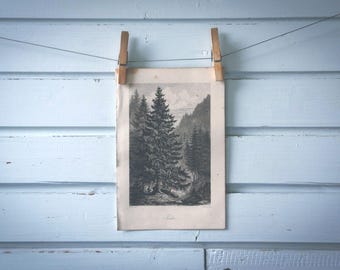 Rare find* 1871 Vintage Spruce Lithograph Illustration