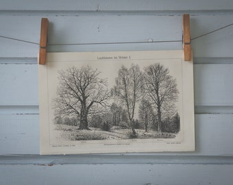 1907 Vintage Leafless Winter Trees Lithograph Illustration