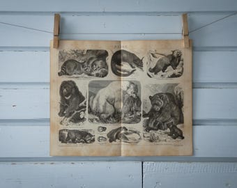 1887 Vintage Arctoidea Lithograph Illustration