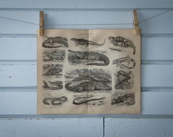 1887 Vintage Reptiles Lithograph Illustration