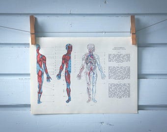1969 Vintage Human Anatomy Illustration