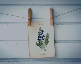 1894 Vintage Meadow Sage Chromolithograph Illustration