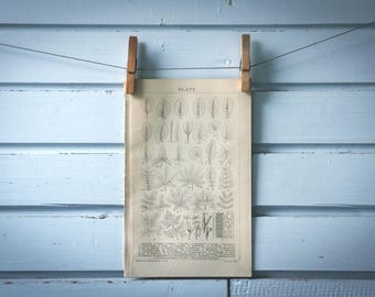1882 Vintage Leaves Lithograph Illustration