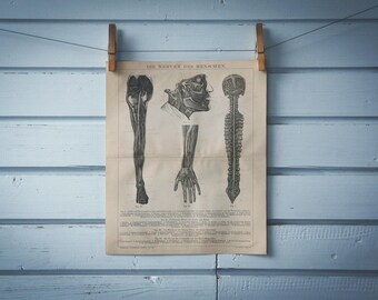 1887 Vintage Nervous System Chromolithograph Illustration