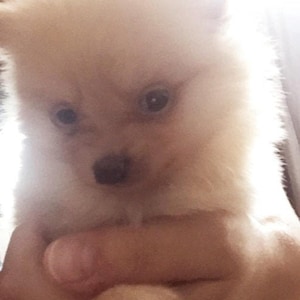 Psychic Pet Animal Reading by Amanda 3 Question Psychic Reading Tarot Card Reader Written Report & PDF