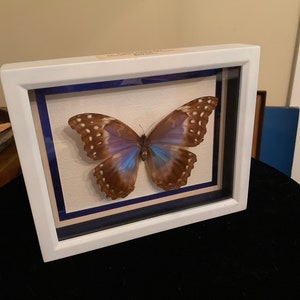 Rare Lady Godarti Butterfly scatola ombra