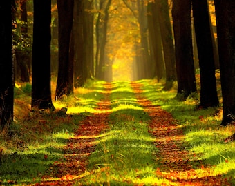 May include: A scenic forest path lined with tall trees, bathed in sunlight. The path is covered with fallen leaves, and the ground is lush green grass. The image evokes a sense of tranquility and natural beauty.