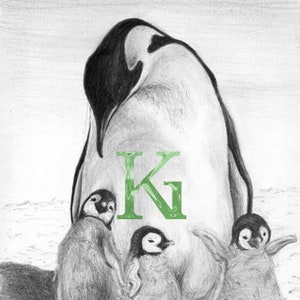 KG Cards Carte de vœux « Pingouins »